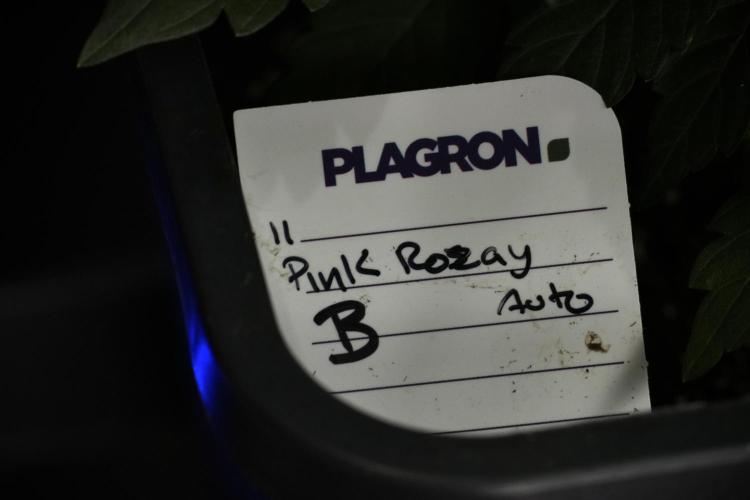 Pheno B Pink Rosay Auto By Zamnesia. Week 6 - Pink Rosay Plant B