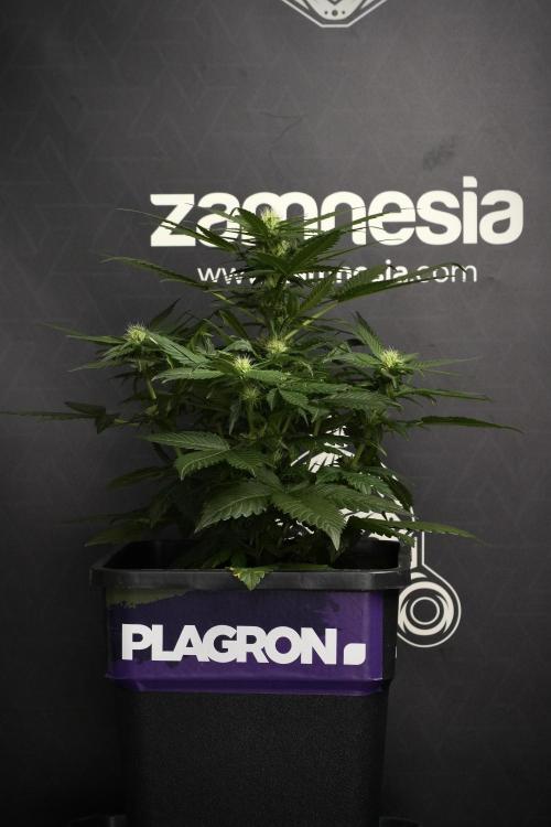 Pheno B Pink Rosay Auto By Zamnesia. Week 6 - Pink Rosay Plant B