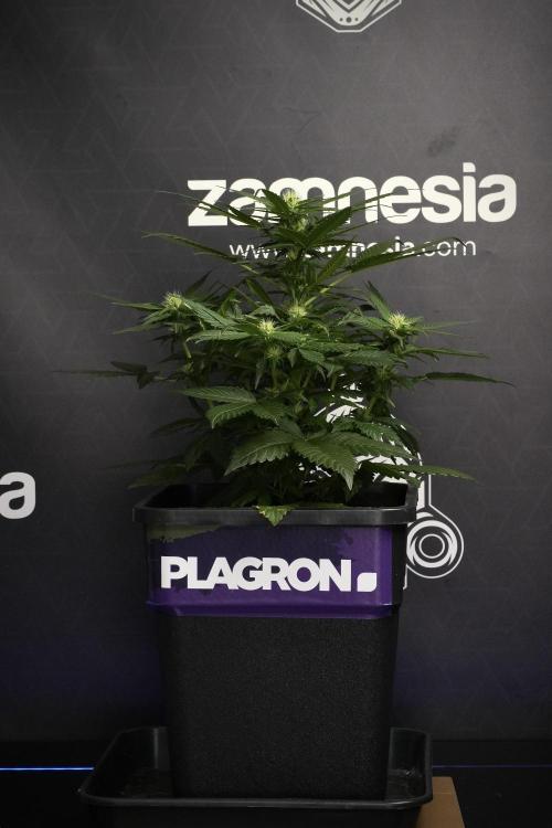 Pheno B Pink Rosay Auto By Zamnesia. Week 6 - Pink Rosay Plant B