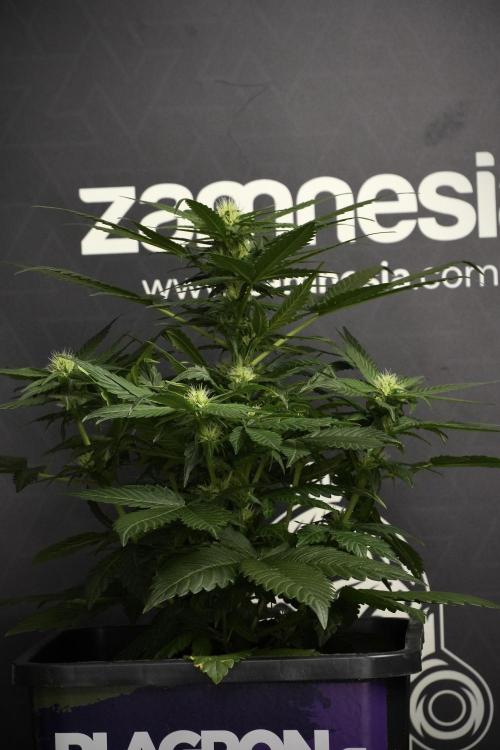 Pheno B Pink Rosay Auto By Zamnesia. Week 6 - Pink Rosay Plant B