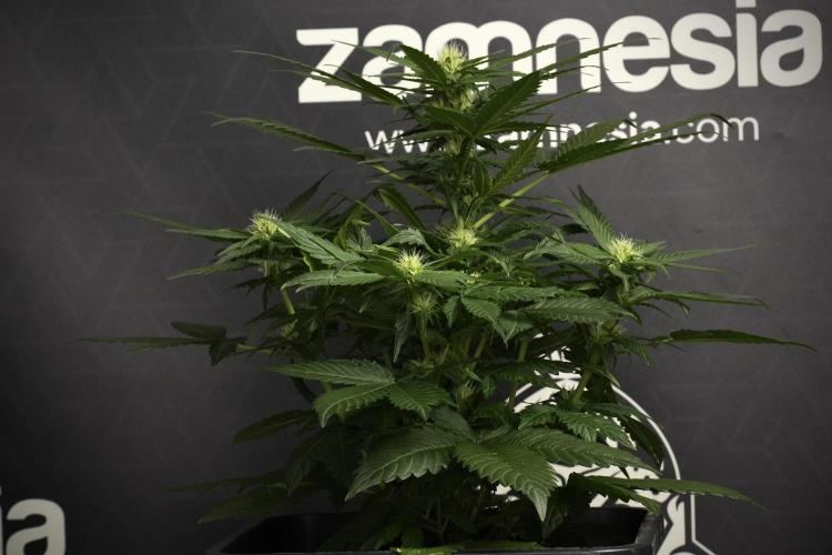 Pheno B Pink Rosay Auto By Zamnesia. Week 6 - Pink Rosay Plant B