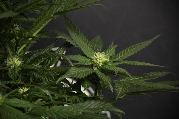 Pheno B Pink Rosay Auto By Zamnesia. Week 6 - Pink Rosay Plant B