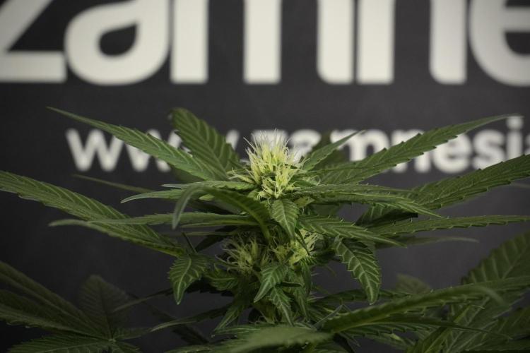 Pheno B Pink Rosay Auto By Zamnesia. Week 6 - Pink Rosay Plant B