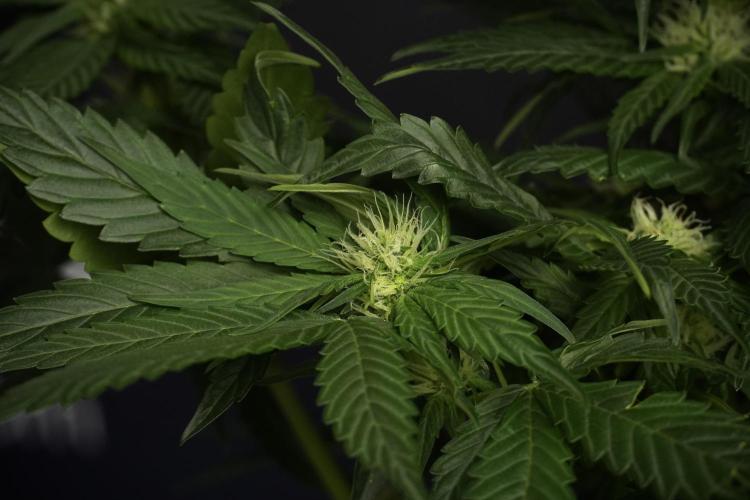 Pheno B Pink Rosay Auto By Zamnesia. Week 6 - Pink Rosay Plant B