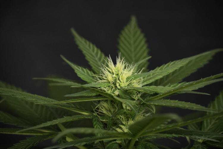 Pheno B Pink Rosay Auto By Zamnesia. Week 6 - Pink Rosay Plant B