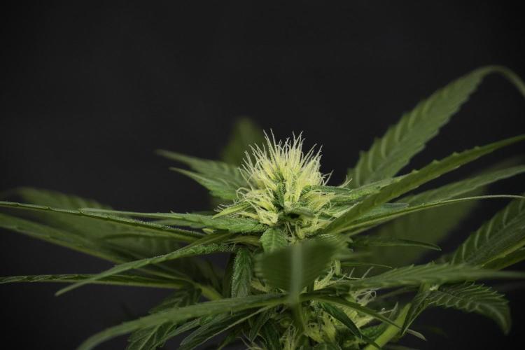 Pheno B Pink Rosay Auto By Zamnesia. Week 6 - Pink Rosay Plant B