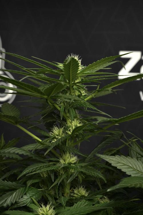 Pheno B Pink Rosay Auto By Zamnesia. Week 6 - Pink Rosay Plant B