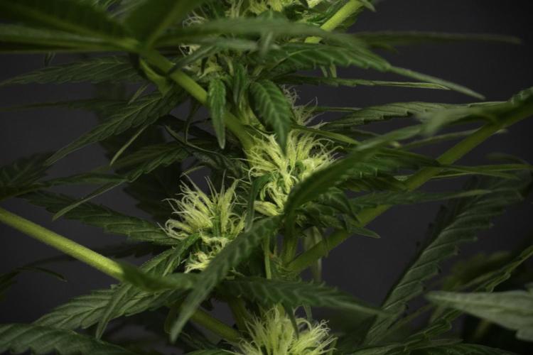 Pheno B Pink Rosay Auto By Zamnesia. Week 6 - Pink Rosay Plant B