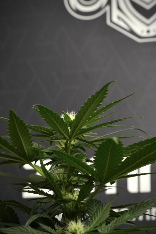 Pheno B Pink Rosay Auto By Zamnesia. Week 6 - Pink Rosay Plant B