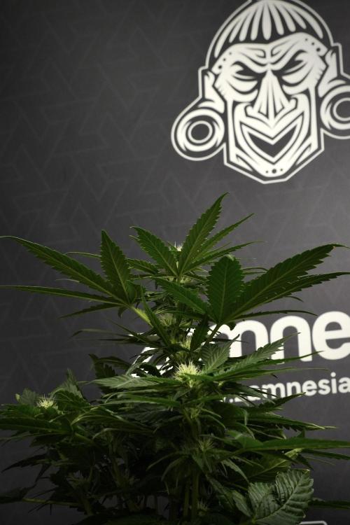 Pheno B Pink Rosay Auto By Zamnesia. Week 6 - Pink Rosay Plant B