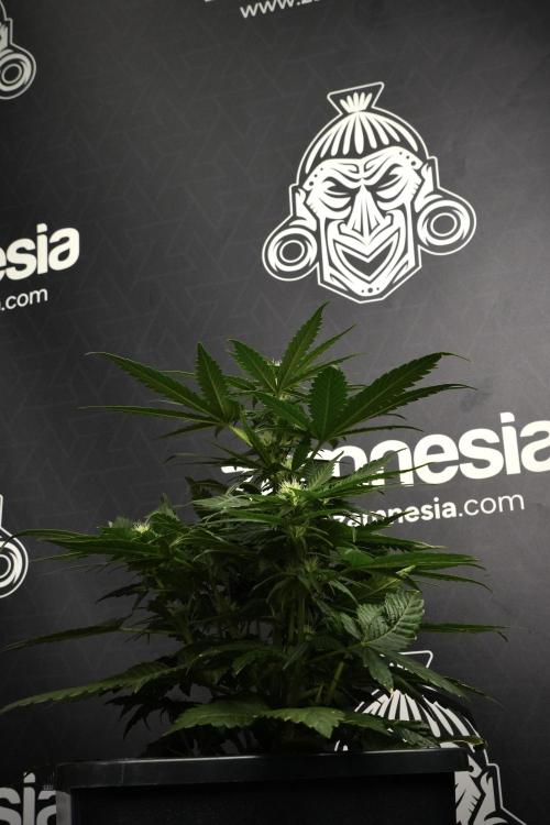 Pheno B Pink Rosay Auto By Zamnesia. Week 6 - Pink Rosay Plant B
