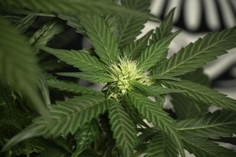 Pheno B Pink Rosay Auto By Zamnesia. Week 6 - Pink Rosay Plant B