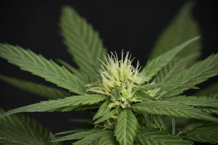 Pheno B Pink Rosay Auto By Zamnesia. Week 6 - Pink Rosay Plant B