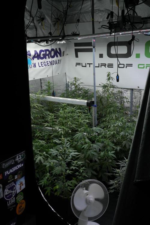 Pheno B Pink Rosay Auto By Zamnesia. Week 6 - Room and vibes 