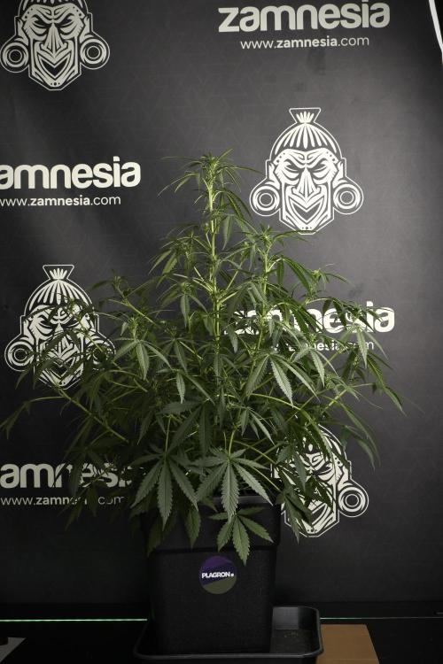 Purple CousKush Auto By Zamnesia Pheno A. Week 6 - Purple CousKush Auto (Pheno A)