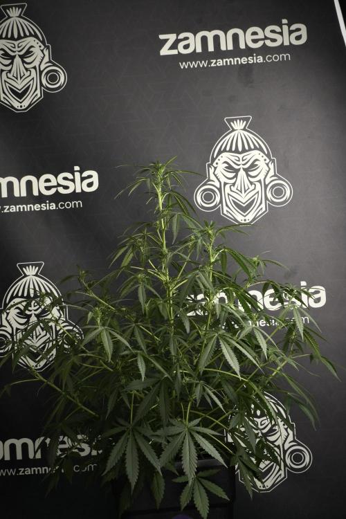 Purple CousKush Auto By Zamnesia Pheno A. Week 6 - Purple CousKush Auto (Pheno A)