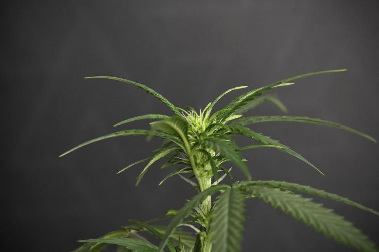 Purple CousKush Auto By Zamnesia Pheno A. Week 6 - Purple CousKush Auto (Pheno A)