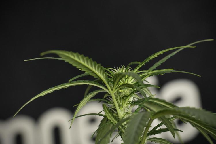 Purple CousKush Auto By Zamnesia Pheno A. Week 6 - Purple CousKush Auto (Pheno A)