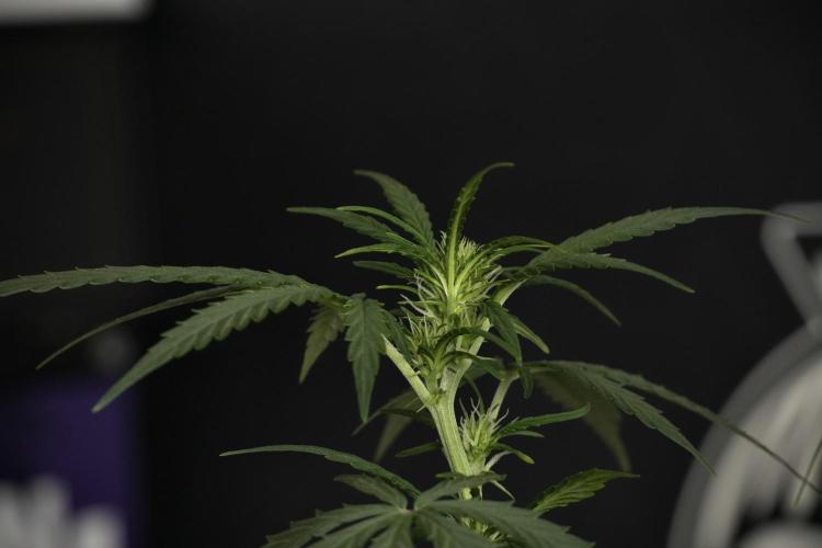 Purple CousKush Auto By Zamnesia Pheno A. Week 6 - Purple CousKush Auto (Pheno A)