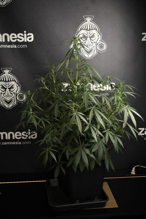 Purple CousKush Auto By Zamnesia Pheno A. Week 6 - Purple CousKush Auto (Pheno A)