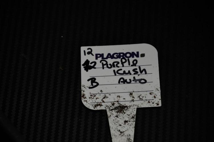 Pheno B Purple CousKush Auto By Zamnesia. Week 6 - Purple CousKush Auto (Pheno B)
