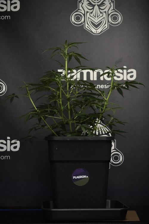 Pheno B Purple CousKush Auto By Zamnesia. Week 6 - Purple CousKush Auto (Pheno B)