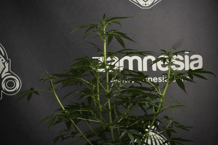 Pheno B Purple CousKush Auto By Zamnesia. Week 6 - Purple CousKush Auto (Pheno B)