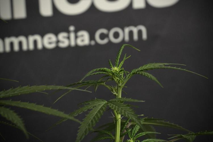 Pheno B Purple CousKush Auto By Zamnesia. Week 6 - Purple CousKush Auto (Pheno B)