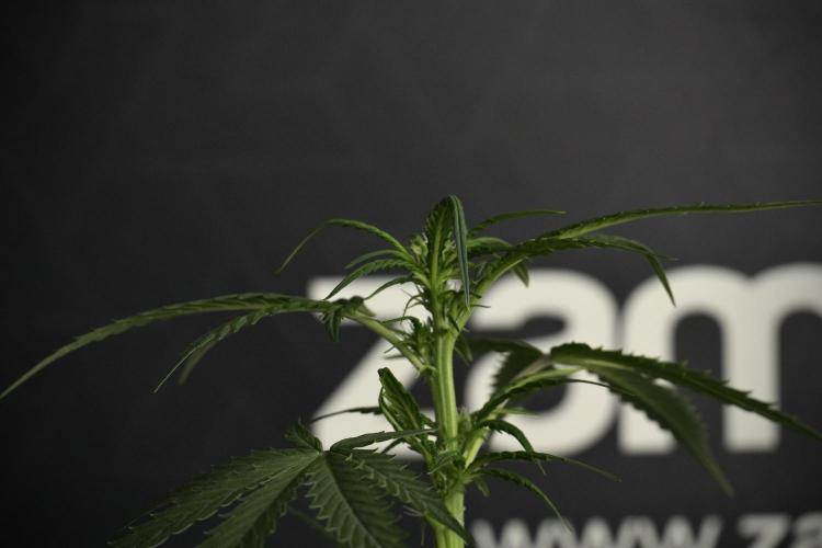 Pheno B Purple CousKush Auto By Zamnesia. Week 6 - Purple CousKush Auto (Pheno B)