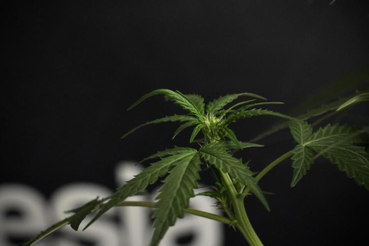 Pheno B Purple CousKush Auto By Zamnesia. Week 6 - Purple CousKush Auto (Pheno B)