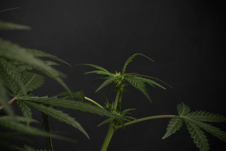 Pheno B Purple CousKush Auto By Zamnesia. Week 6 - Purple CousKush Auto (Pheno B)