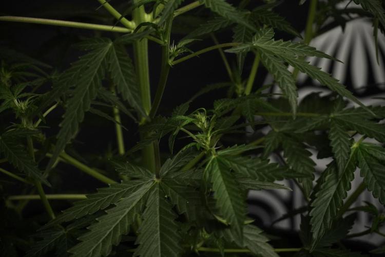 Pheno B Purple CousKush Auto By Zamnesia. Week 6 - Purple CousKush Auto (Pheno B)