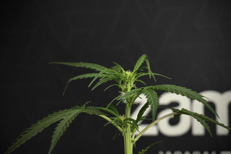 Pheno B Purple CousKush Auto By Zamnesia. Week 6 - Purple CousKush Auto (Pheno B)