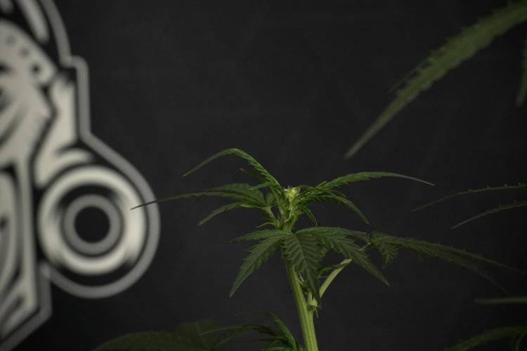 Pheno B Purple CousKush Auto By Zamnesia. Week 6 - Purple CousKush Auto (Pheno B)