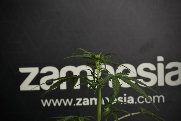 Pheno B Purple CousKush Auto By Zamnesia. Week 6 - Purple CousKush Auto (Pheno B)