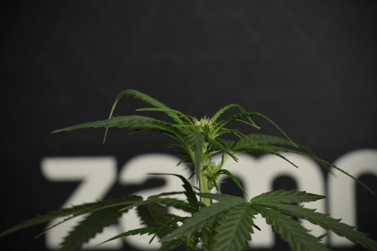 Pheno B Purple CousKush Auto By Zamnesia. Week 6 - Purple CousKush Auto (Pheno B)