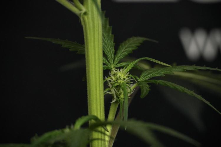 Pheno B Purple CousKush Auto By Zamnesia. Week 6 - Purple CousKush Auto (Pheno B)