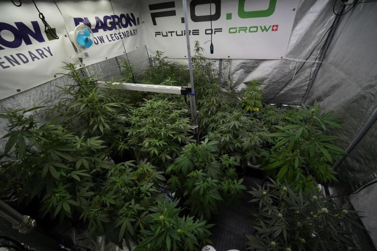 Pheno B Purple CousKush Auto By Zamnesia. Week 6 - Room and Vibes 