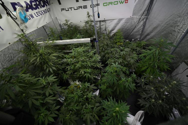 Pheno B Purple CousKush Auto By Zamnesia. Week 6 - Room and Vibes 