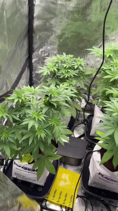 Blue Waffle F1 Zamnesia Pheno A