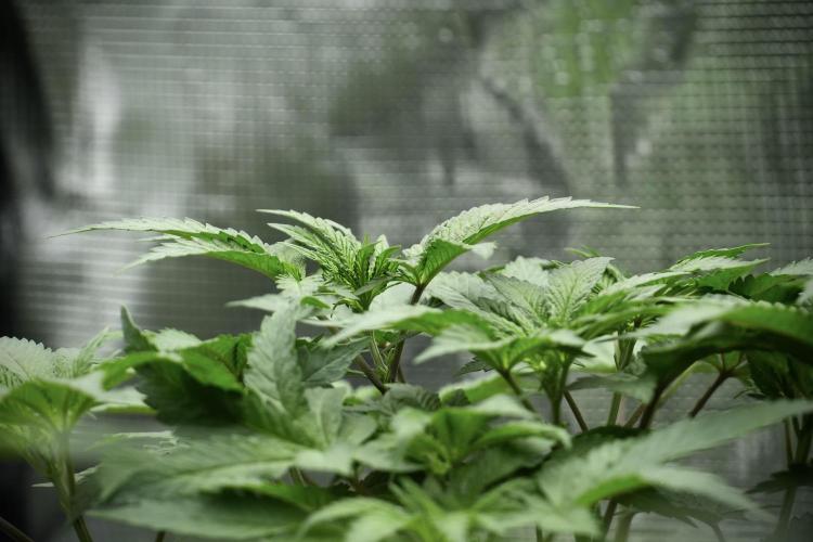 Blue Waffle F1 Zamnesia Pheno A. Week 5 - Blue Waffle F1 – Pheno A