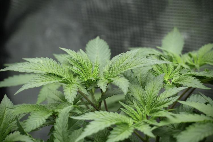Blue Waffle F1 Zamnesia Pheno A. Week 5 - Blue Waffle F1 – Pheno A