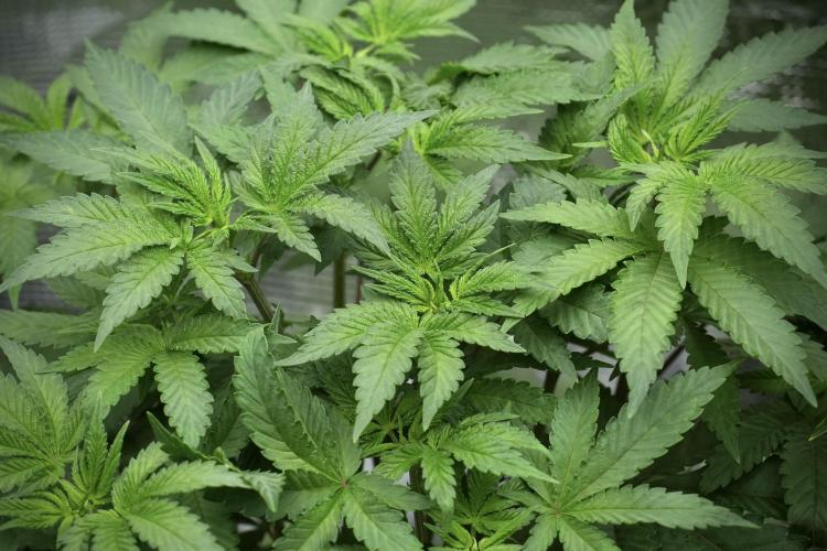 Blue Waffle F1 Zamnesia Pheno A. Week 5 - Blue Waffle F1 – Pheno A