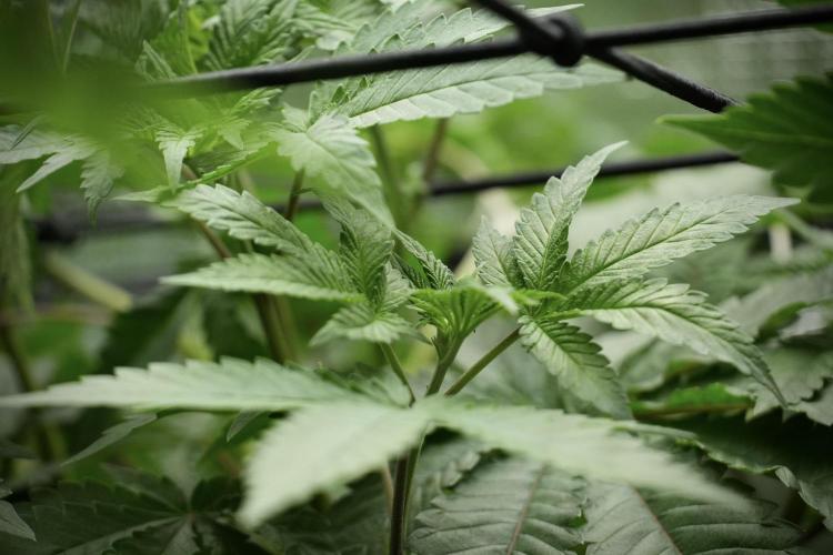Blue Waffle F1 Zamnesia Pheno A. Week 5 - Blue Waffle F1 – Pheno A