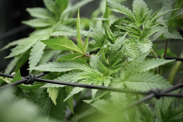 Blue Waffle F1 Zamnesia Pheno A. Week 5 - Blue Waffle F1 – Pheno A