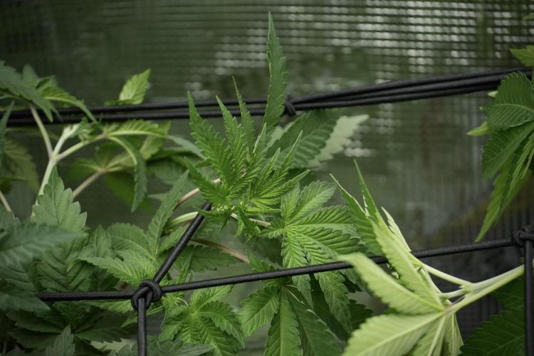 Blue Waffle F1 Zamnesia Pheno A. Week 5 - Blue Waffle F1 – Pheno A
