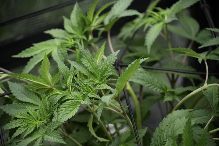 Blue Waffle F1 Zamnesia Pheno A. Week 5 - Blue Waffle F1 – Pheno A