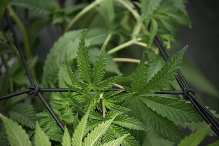 Blue Waffle F1 Zamnesia Pheno A. Week 5 - Blue Waffle F1 – Pheno A