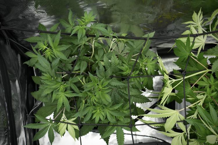 Blue Waffle F1 Zamnesia Pheno A. Week 5 - Blue Waffle F1 – Pheno A