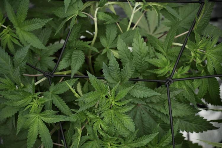 Blue Waffle F1 Zamnesia Pheno A. Week 5 - Blue Waffle F1 – Pheno A
